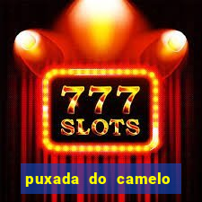 puxada do camelo jogo do bicho